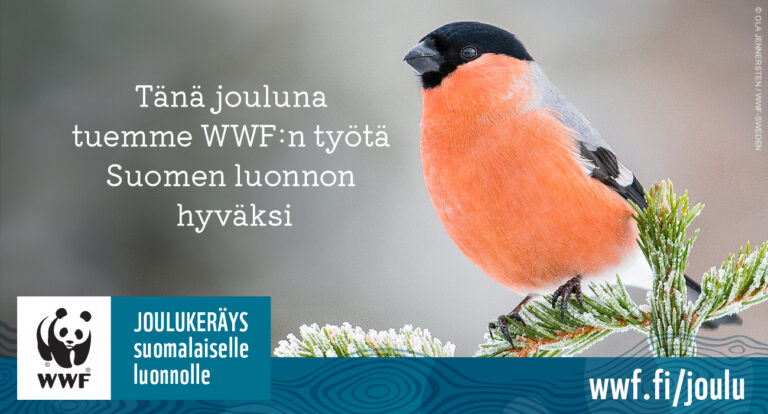 Brunberg - Brunberg joululahjoitus WWF:lle